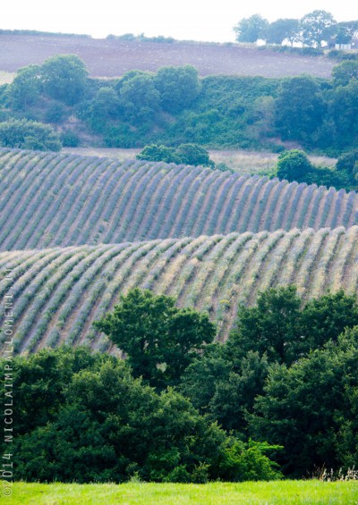 Campi di lavanda