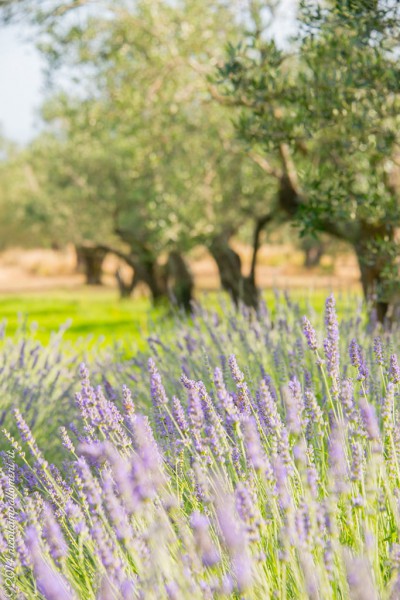 Olivi e lavanda